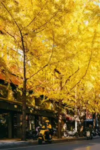 就在中環內|一個週末賞遍上海的銀杏之海