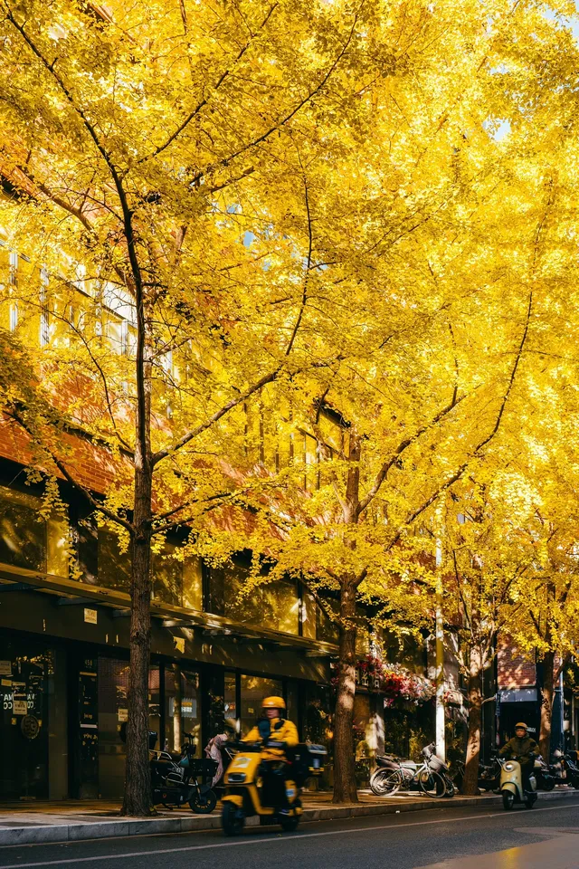 就在中環內|一個週末賞遍上海的銀杏之海