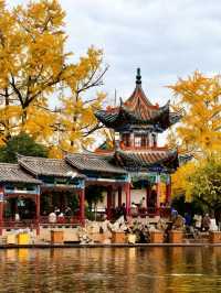 冬日限定！昆明翠湖與紅嘴鷗的浪漫邂逅