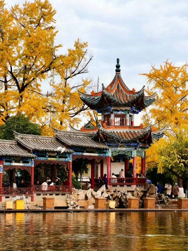 冬日限定！昆明翠湖與紅嘴鷗的浪漫邂逅