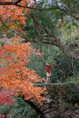 The Romance of Taizhou Nanhuang Ancient Trail｜The atmosphere of the ancient maples is fully charged!