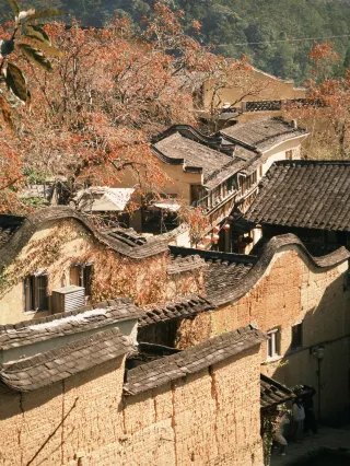 Pingnan! The persimmons are back! Here’s a super detailed route and photo guide