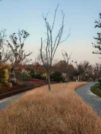 蘆雪搖冬,野趣沔青