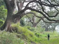 探秘香港風水林,尋找百年樟樹神木