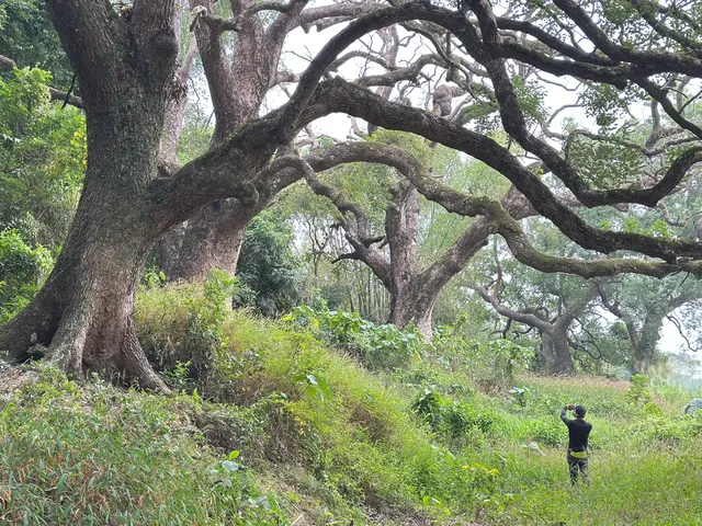 探秘香港風水林,尋找百年樟樹神木 探秘香港風水林,尋找百年樟樹神木