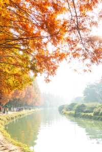 成都昇仙湖公園|晨霧下的水杉林是那麼的夢幻