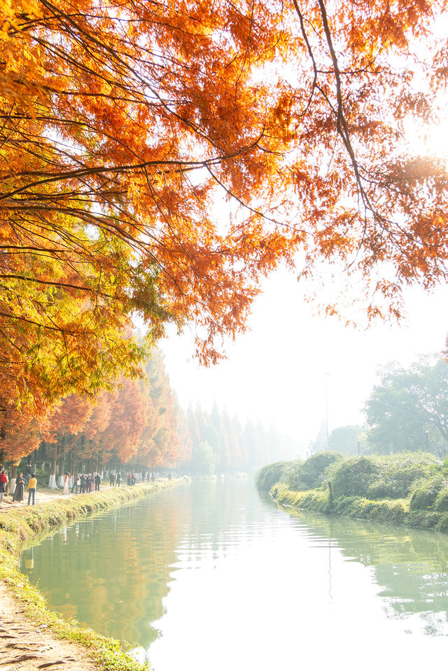 成都昇仙湖公園|晨霧下的水杉林是那麼的夢幻 成都昇仙湖公園|晨霧下的水杉林是那麼的夢幻