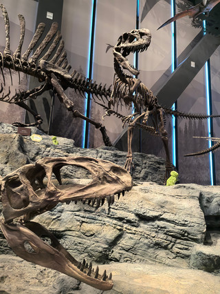 A standard museum~ China Paleozoological Museum (Baoding Natural History Museum)