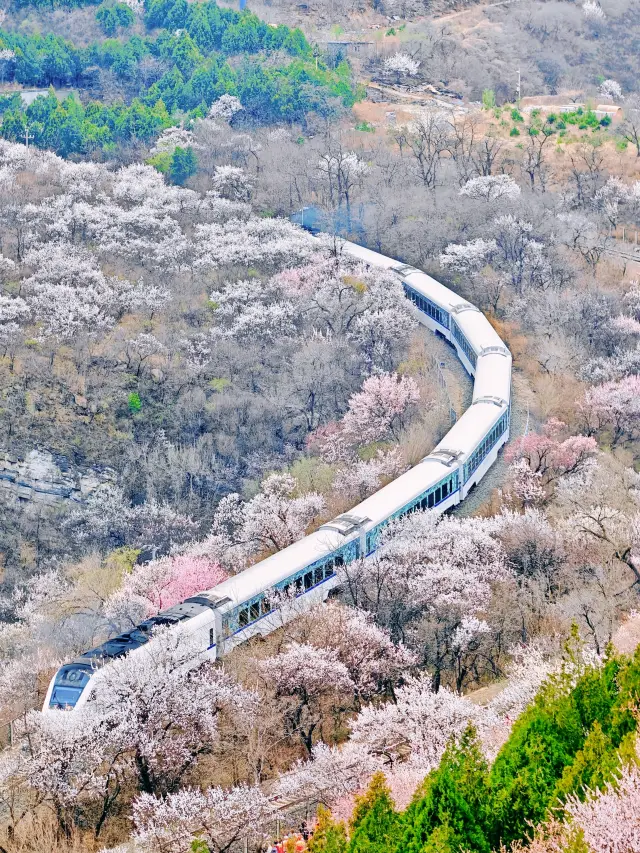 2026 Blooming Period and Opening (Currently in Full Bloom) - Best Blooming Period: Late March to Mid-April (Peach/Apricot Blossoms in Full Bloom, Peak Before April 10)
