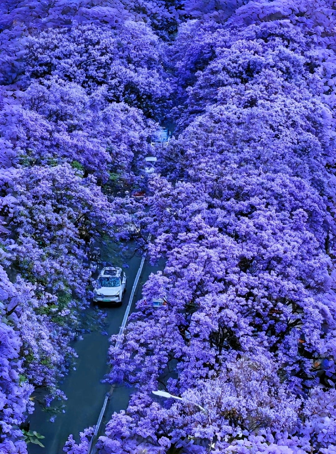 “Purple mist drifts through the streets, spring city turns into a painting.” Late April to early May in Kunming is a spring kissed by jacaranda blossoms.
Middle Road is undoubtedly Kunming’s top spring hotspot, now fully entering its most beautiful blooming phase of the year. The entire avenue stretches nearly 2 kilometers, lined on both sides with thousands of jacaranda trees. Their massive canopies intertwine over the road, turning the street into an endless blue-purple dreamlike vaulted tunnel.
Kunming’s jacarandas reach full bloom by late April, making the May Day holiday the perfect time to visit. The branches are densely packed with blue-purple flowers. Stop by the street for a cup of coffee and watch as a breeze showers you with “jacaranda rain,” instantly healing any travel fatigue. Here, you don’t need to painstakingly find the perfect angle—the whole street is like a color palette spilled by the gods.
Photo spots:
· Flower corridor depth: Stand at the middle section of Jiaochang Middle Road and use the pedestrian overpass to capture the jacaranda canopy and flowers at eye level, capturing the stunning depth of the purple “tunnel.”
· Fairy tale bus: Be sure to wait for a jacaranda-themed sightseeing bus to slowly enter the frame. Tickets are 25 RMB per person and include a jacaranda-themed creative ice cream. Hold the ice cream and take a photo with the sea of flowers—instantly elevating the spring-to-early-summer vibe of the city!
Transportation guide:
· Public transport: Multiple bus routes go directly to Jiaochang Middle Road; you can also take the jacaranda sightseeing bus line, priced at 25 RMB per person (including one creative ice cream), with a full trip lasting about 20 minutes.
· Metro: Kunming Metro Line 4 reaches nearby.
Bloom period and timing:
· Peak bloom: Full bloom starts in late April and lasts until mid-May, making the entire May Day holiday the best viewing period.
· Best photo times: Before 8 AM when there are fewer people and the light is great, perfect for portraits; or in the evening to capture jacarandas under the sunset for a different gentle vibe.
Itinerary:
Enjoy the flowers and take photos on Jiaochang Middle Road → ride the jacaranda creative sightseeing bus → visit nearby Green Lake Park to experience old Kunming’s slow life → in the evening, go to the banks of Panlong River to see the purple flowers reflected in the emerald water, ending a romantic day with the evening breeze.