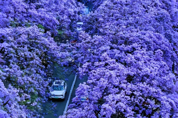 日本に行く必要なし！昆明のこの2キロの紫の夢の花回廊はもっと