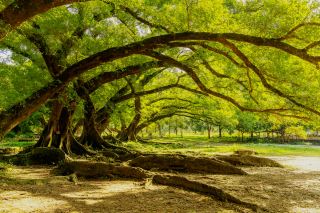 Secret Realm of Eastern Fujian｜No Filter Needed! I Captured the True Land of Oz in the Millennium Banyan Forest