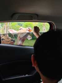 誰來鄂州靈玲救我？我被動物包圍到寸步難行