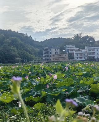 河源龍川満東で打刻し、山野のゆったりとした生活を解き放つ