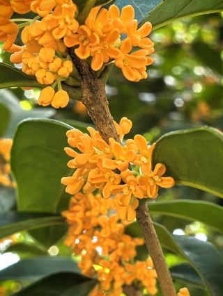 Live from the Suzhou Osmanthus Market, October 10, 2026