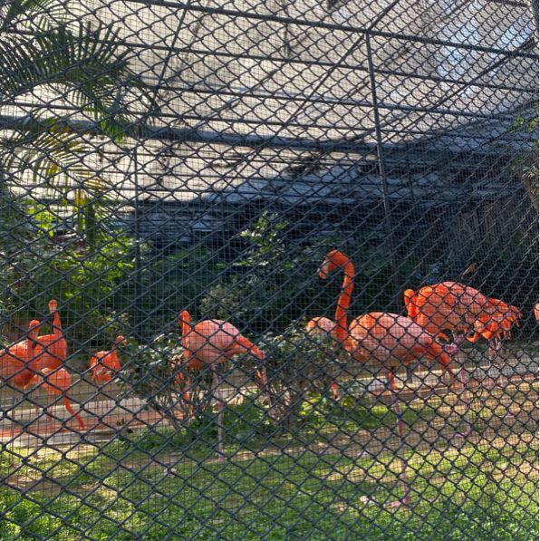 👨‍👩‍👧‍👦親子好去處-動植物公園