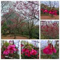 情侶賞花🌺好去處：嘉道理農場🤗