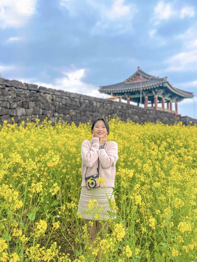 슬슬 들려오는 제주유채꽃 만개 소식🌼 직접 다녀온 제주유채꽃 스팟 공유💛