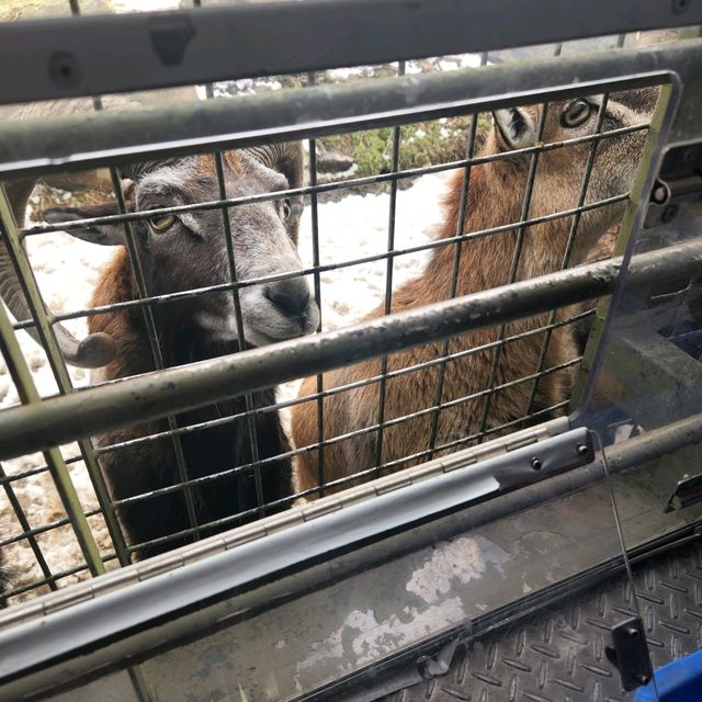 坐住鐵籠車近距離接觸動物，定比動物接觸呢🤣