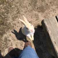 幸運的一天🐰大久野島