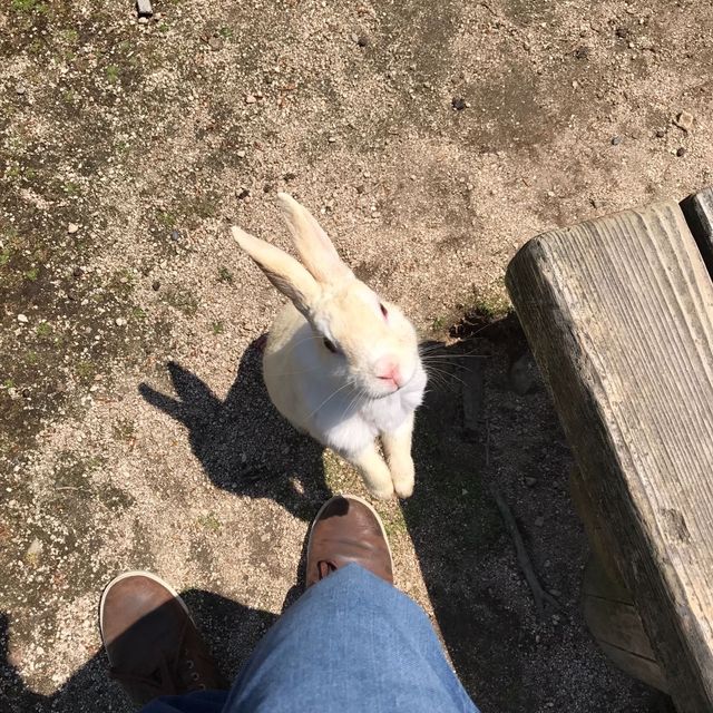 幸運的一天🐰大久野島