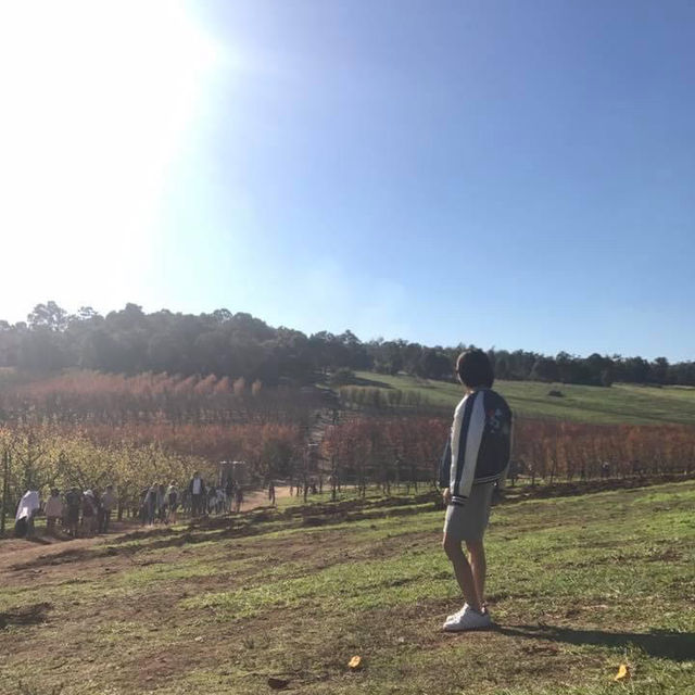 伯斯景點丨季節限定！金黃色大道柿子園Raeburn Orchards