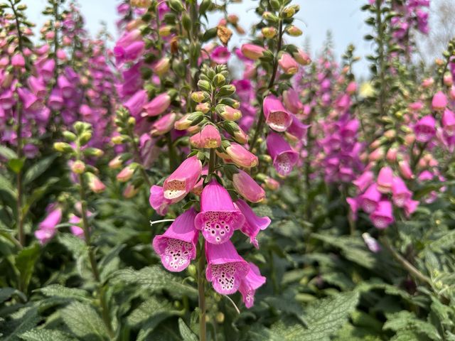 香港賞花 | 維園花展 | 毛地黃篇