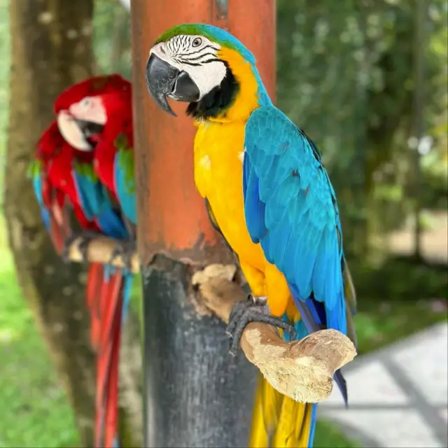 Bali Bird Park