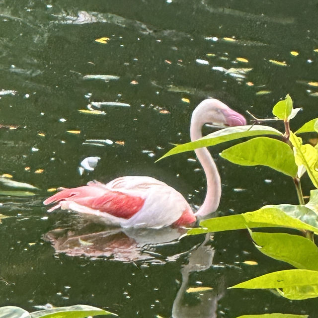 貓貓聖地-九龍公園半日遊