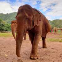 Elephant Nature Park ศูนย์อภิบาลช้าง 🐘