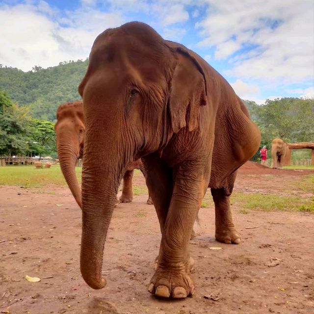 Elephant Nature Park ศูนย์อภิบาลช้าง 🐘