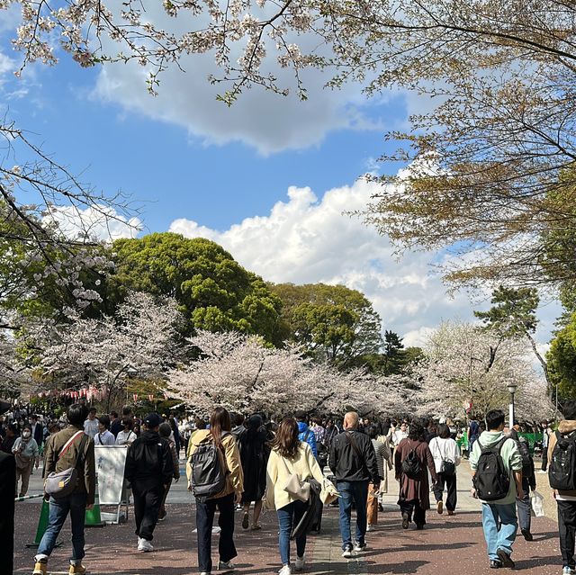 東京超大熱鬧賞櫻🌸地