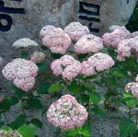 무궁화공원과 김천시립박물관앞 사명대사공원 대형물레방아