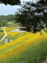 금계국 가득 핀 영월 청령포🌼