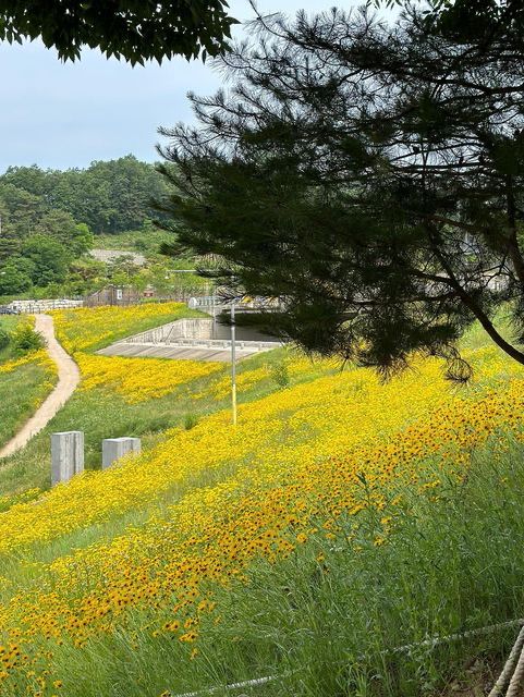 금계국 가득 핀 영월 청령포🌼