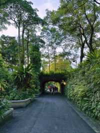 《台北》動物夏夏叫 暑假才能體驗的夜間活動-台北市立動物園
