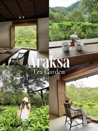Araksa Tea Garden | Chiang Mai🌿