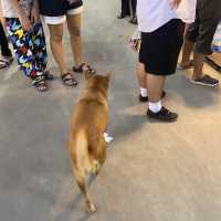 ตลาดนกฮูก นนทบุรี