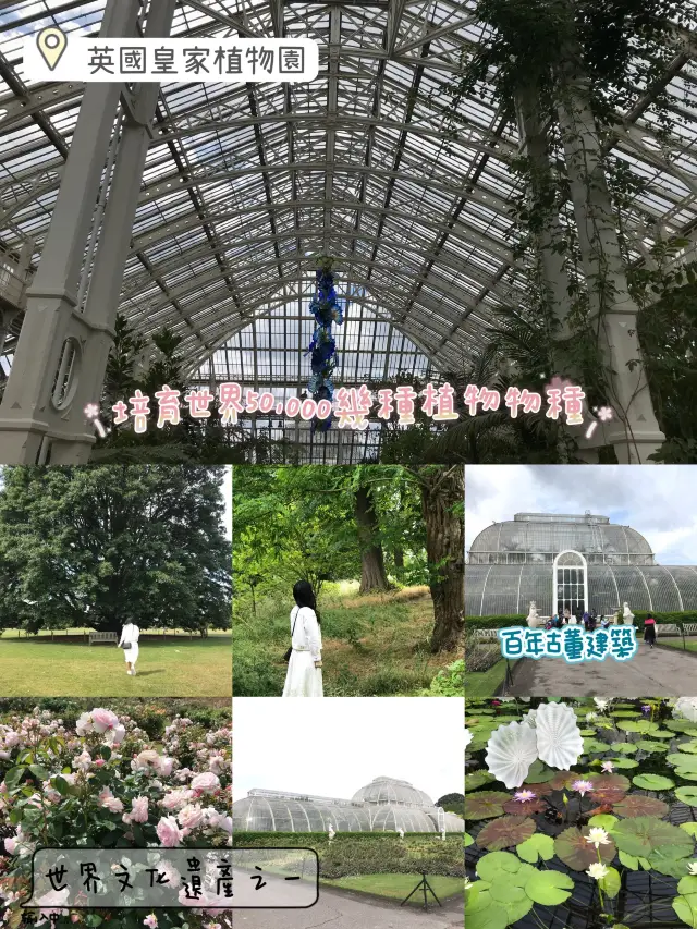 世界文化遺產之Kew Gardens‼️百年溫室❤️欣賞大同花卉