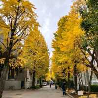 ใบไม้เปลี่ยนสีที่โตเกียว...Ueno Park