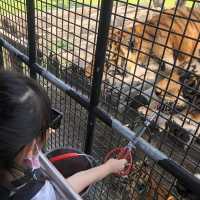 近距離跟老虎、長頸鹿和駱駝互動的超有趣動物園 🦒🐯🐫