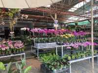 ทริปหาซื้อต้นไม้ฟอกอากาศ @เชียงใหม่