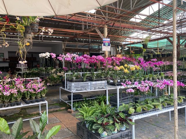 ทริปหาซื้อต้นไม้ฟอกอากาศ @เชียงใหม่