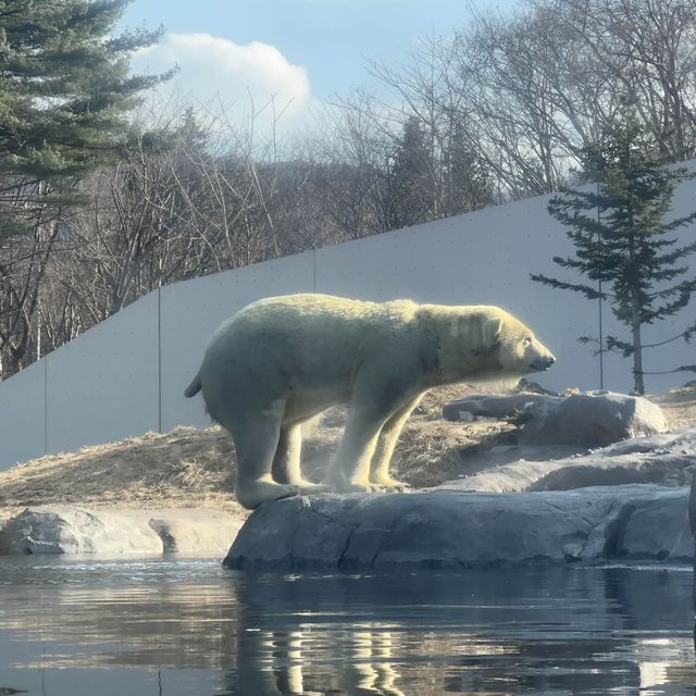 円山動物園 本地人和遊客都值得一遊的地方👍🏻