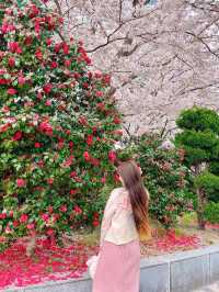 부산의 동백꽃 벚꽃 명소 🌺🌸💖
