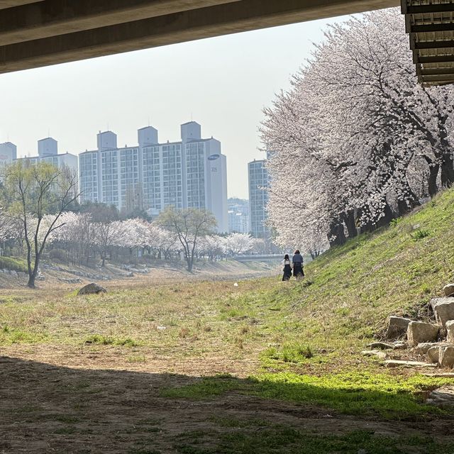 김포 계양천 벚꽃길🌸