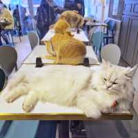 高質😋抵食🐈貓Cafe