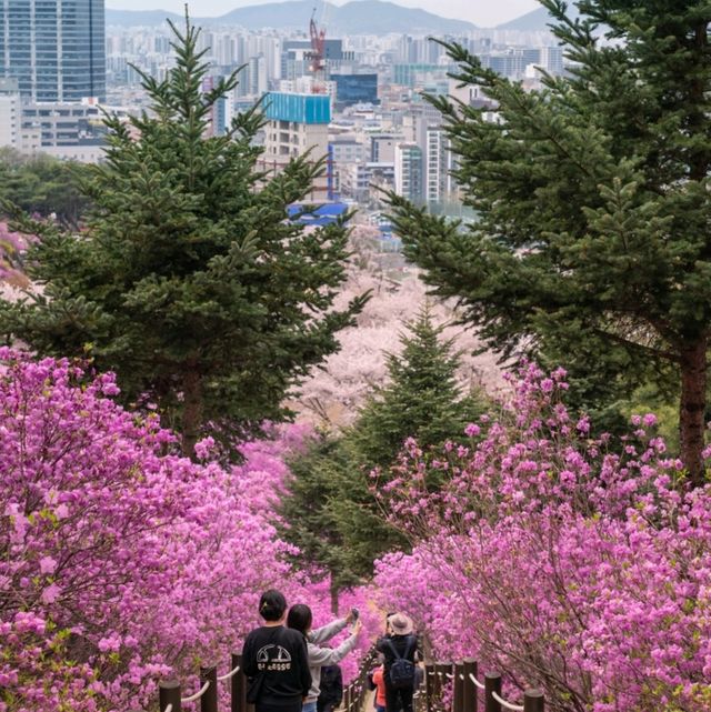 보라빛으로 물든 서울근교 여행지 "부천 진달래동산"
