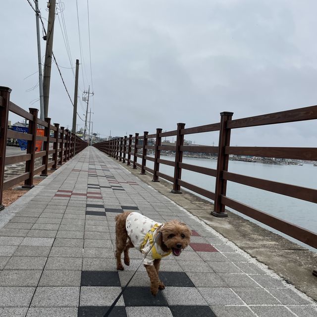서울에서 가까운 서해로 반려견과 함께 떠나보세요♥️