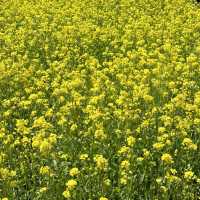 유채꽃 시즌에 꼭 가야할 대구 명소🌼